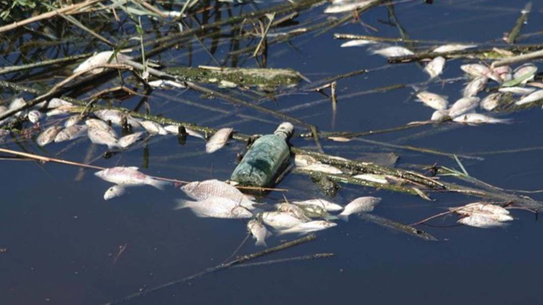 Büyük Menderes Havzası'ndaki toplu balık ölümlerinin nedeni belli oldu 3